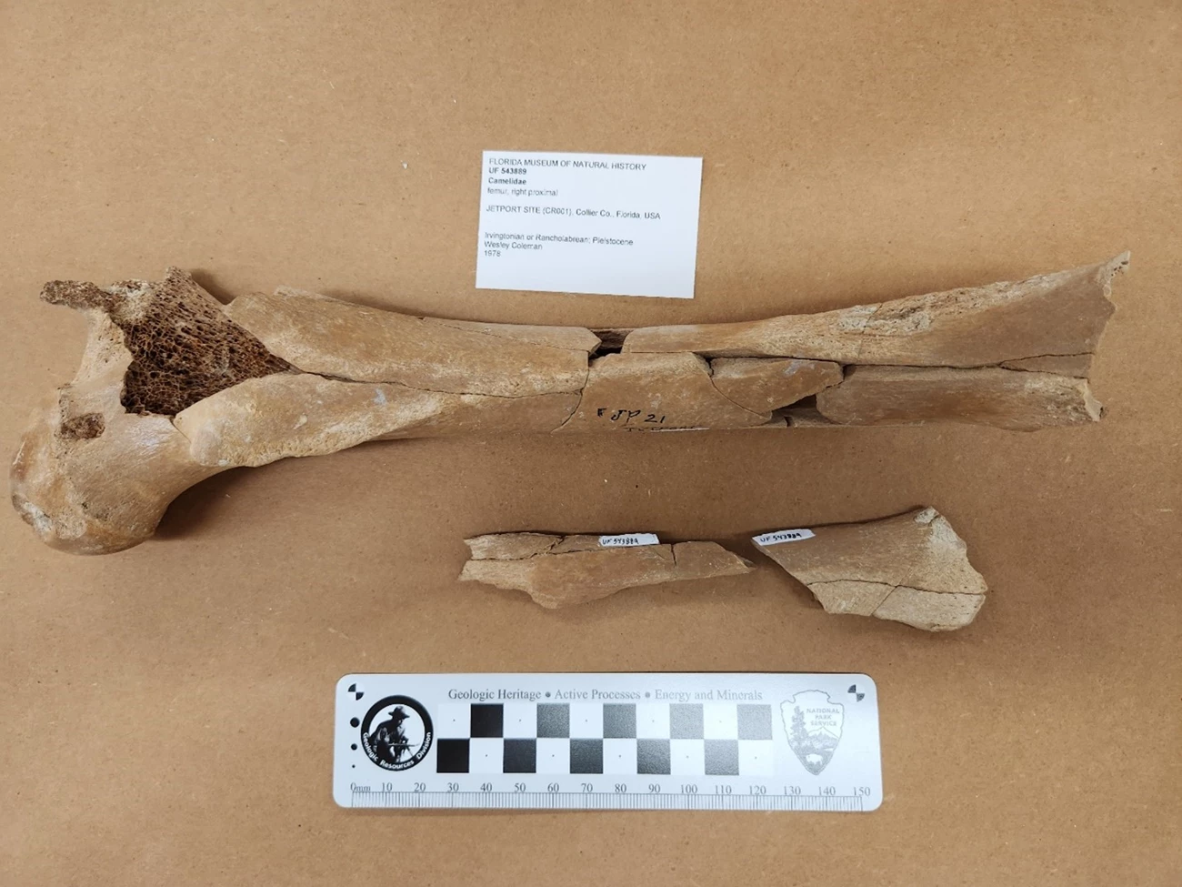 Partial fossil bone beside a scale ruler