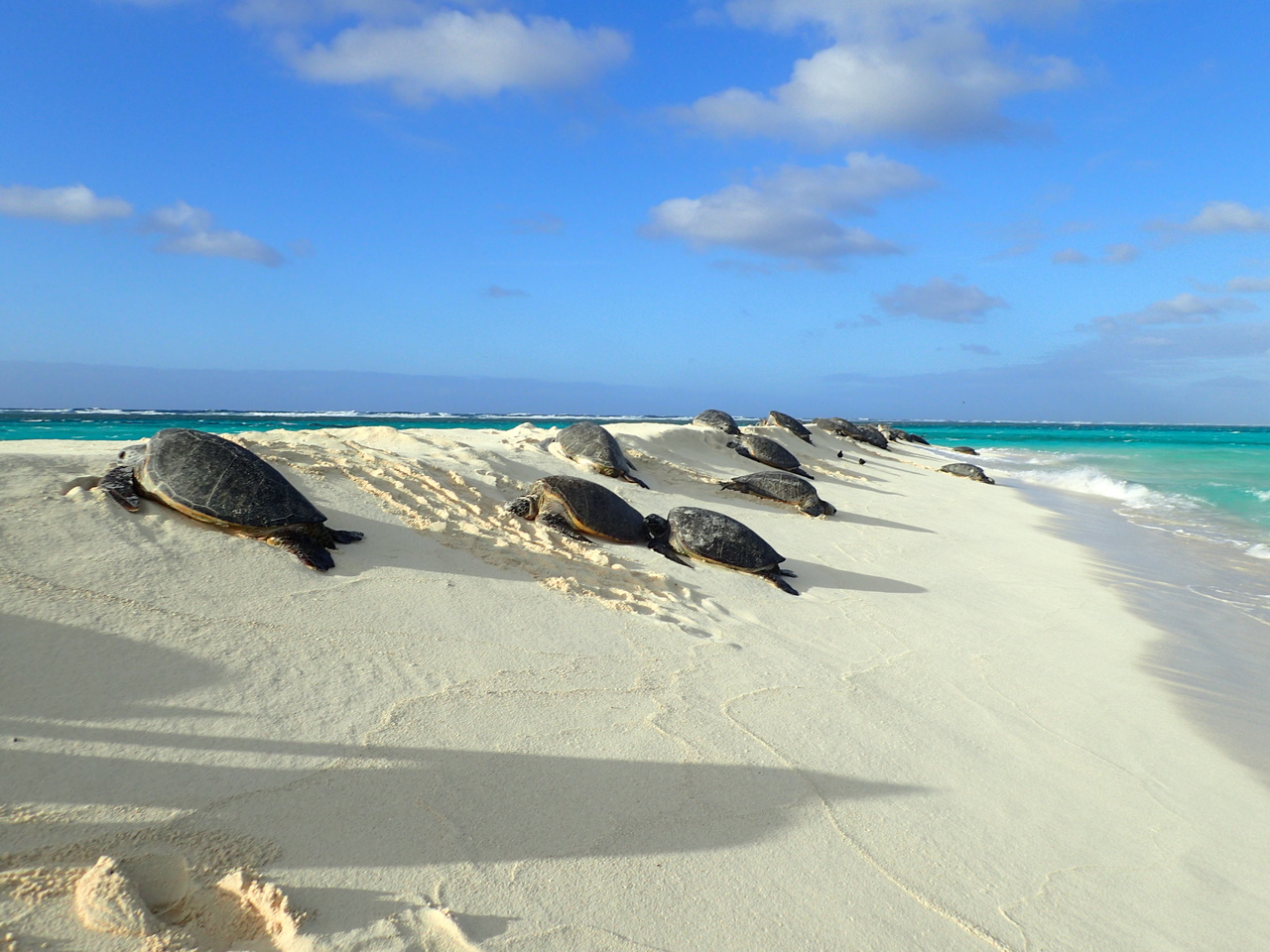Green sea turtles bask along the shores of French Frigate Shoals, Northwestern Hawaiian Islands