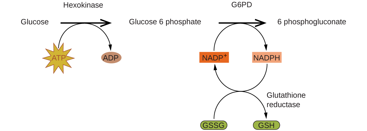A reaction mechanism is diagrammed in this figure. At the left, the name Glucose is followed by a horizontal, right pointing arrow, labeled, “Hexokinase.” Below this arrow and to the left is a yellow star shape labeled, “A T P.” A curved arrow extends from this shape to the right pointing arrow, and down to the right to a small brown oval labeled, “A D P.” To the right of the horizontal arrow is the name Glucose 6 phosphate, which is followed by another horizontal, right pointing arrow which is labeled, “G 6 P D.” A small orange rectangle below and left of this arrow is labeled “N A D P superscript plus.” A curved arrow extends from this shape to the right pointing arrow, and down to the right to a small salmon-colored rectangle labeled “N A P D H.” A curved arrow extends from this shape below and to the left, back to the orange rectangle labeled, “N A D P superscript plus.” Another curved arrow extends from a green oval labeled “G S S G” below the orange rectangle, up to the arrow curving back to the orange rectangle. This last curved arrow continues on to the lower right to a second green oval labeled, “G S H.” The end of this curved arrow is labeled, “Glutathione reductase.” To the right of the rightmost horizontal arrow appears the name 6 phosphogluconate.