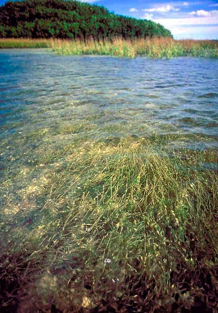 Submerged aquatic vegetation (SAV) provides vital habitat for aquatic organisms, produces oxygen and traps modest amounts of sediment. However, if there are excessive amounts of suspended sediment, or hypoxic conditions occur - a state where the leve