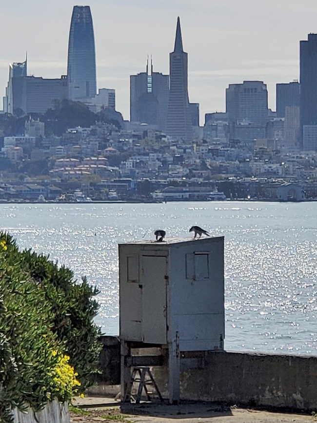 Peregrines sharing prey on an Alcatraz structure, with the San Francisco skyline behind.