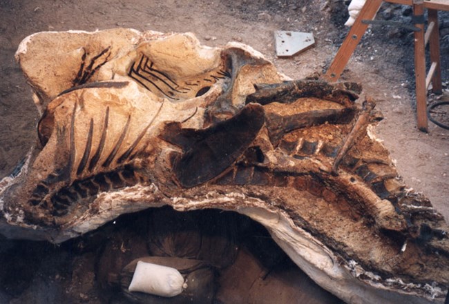 A partly excavated Allosaurus skeleton in rock.