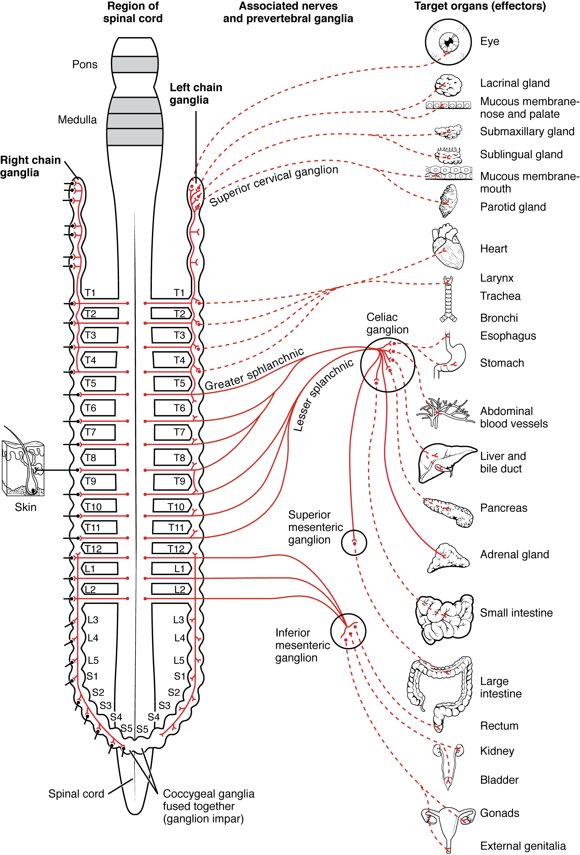 This diagram shows the spinal cord, and the connections from the spinal cord to the different target organs. The target organs are listed on the right.