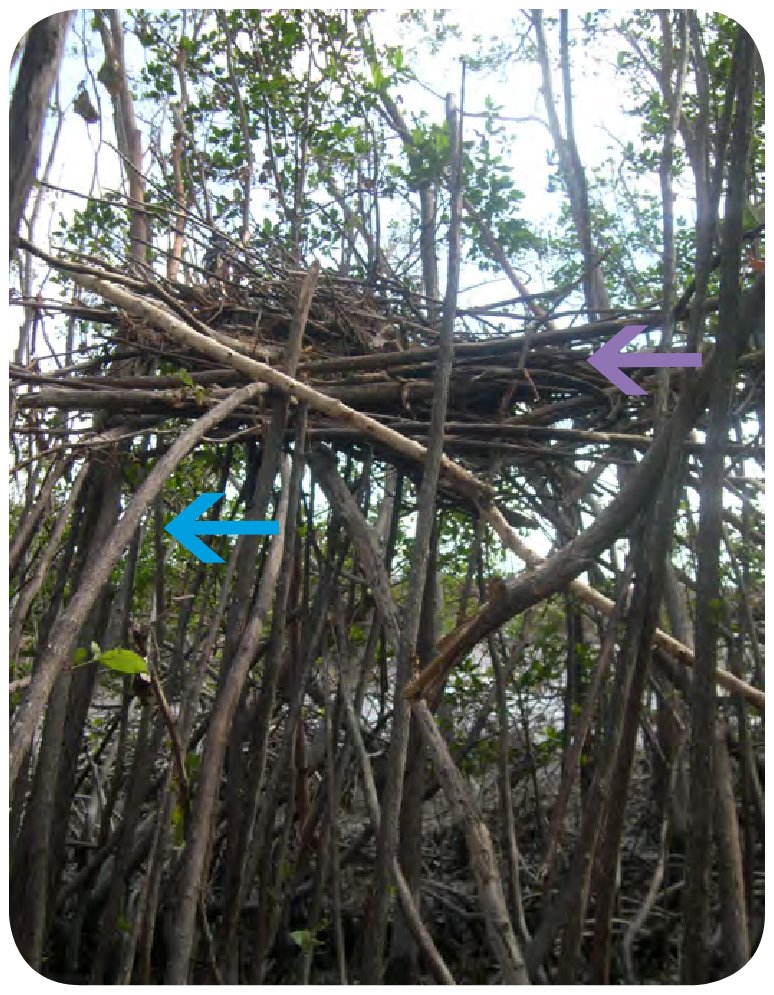 Debris pile (purple arrow) some 10 ft (3 m) above the forest floor at Big Sable Creek (BSC), Fla., after Hurricane Wilma in 2005. The weight of the debris bent down the stems on wh