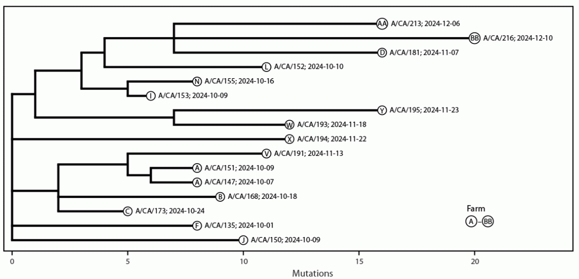 Phylogenetic tree of 16 whole-genome H5N1 viruses from human cases in California, September–December 2024, by identification and collection date.