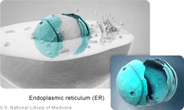 The endoplasmic reticulum is a structure near the cell nucleus.