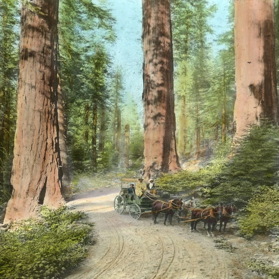 Hand-colored slide of a stagecoach under giant sequoias