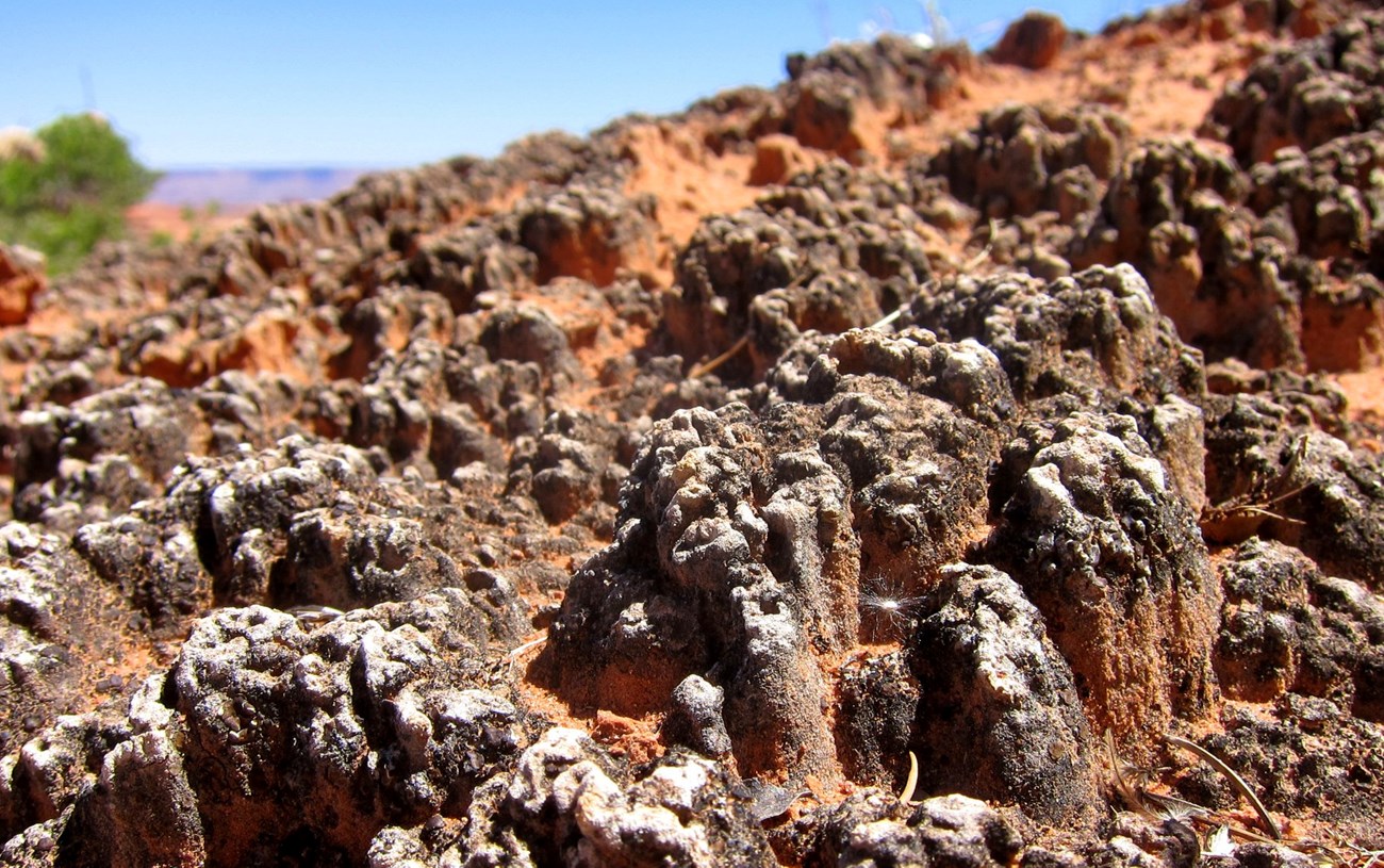 A mature soil crust with bumpy dark ridges in red desert soil.