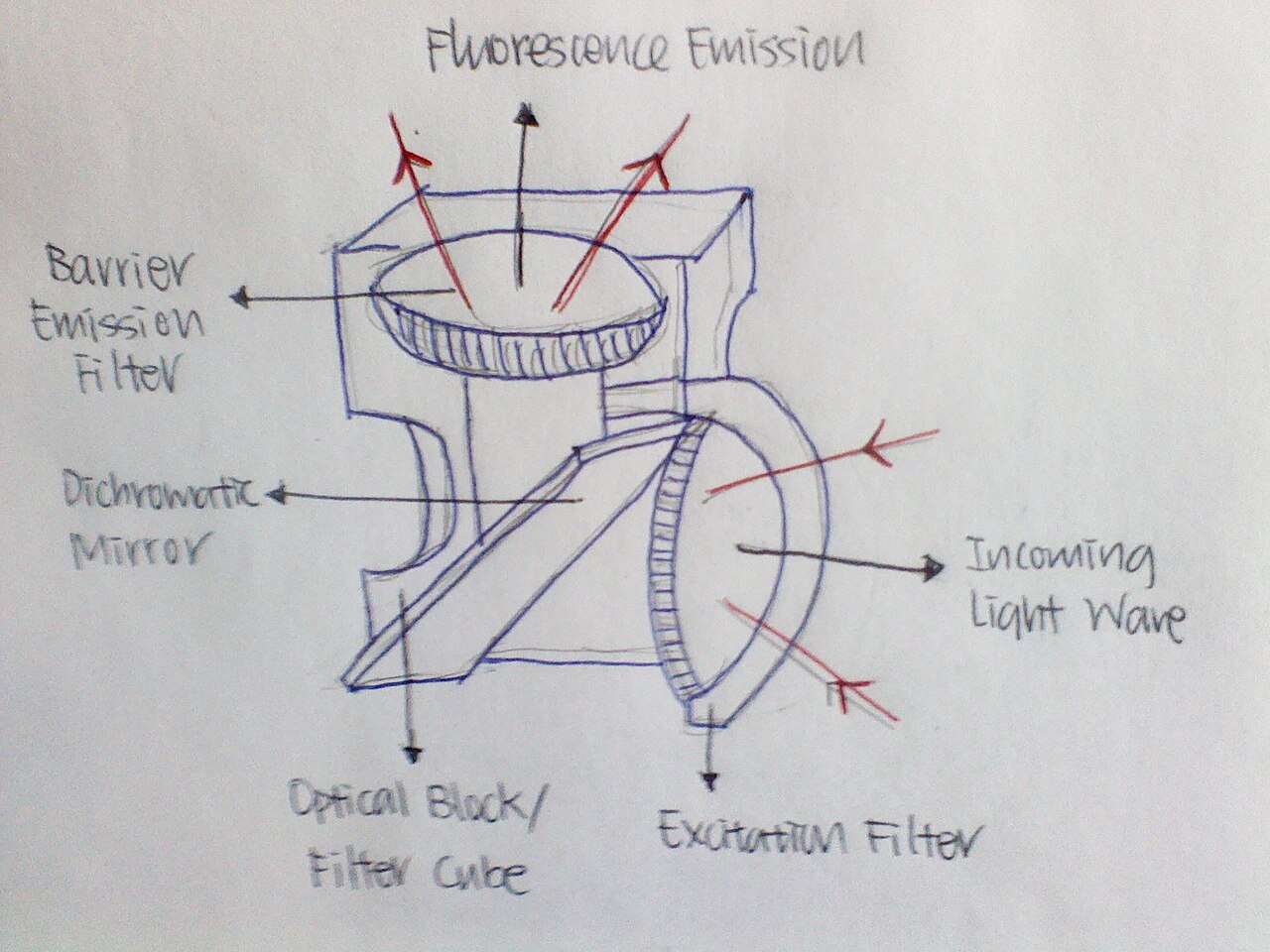 Fluorescence probe