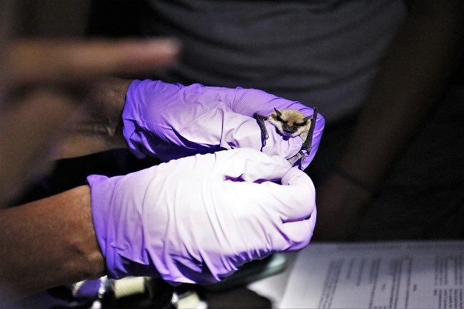 A biologist in gloves handling a small bat