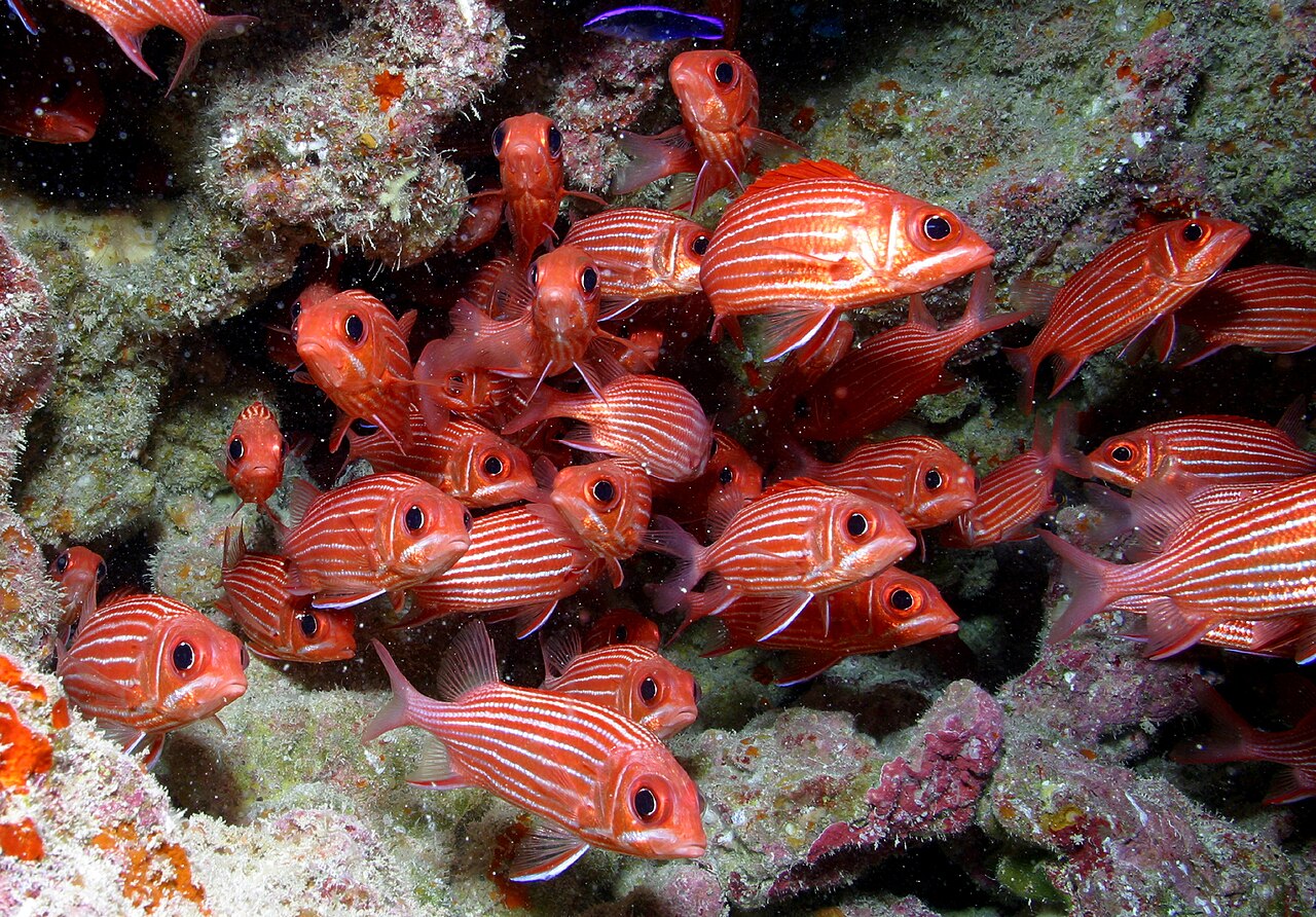 Hawaiian squirrelfish, Papahānaumokuākea