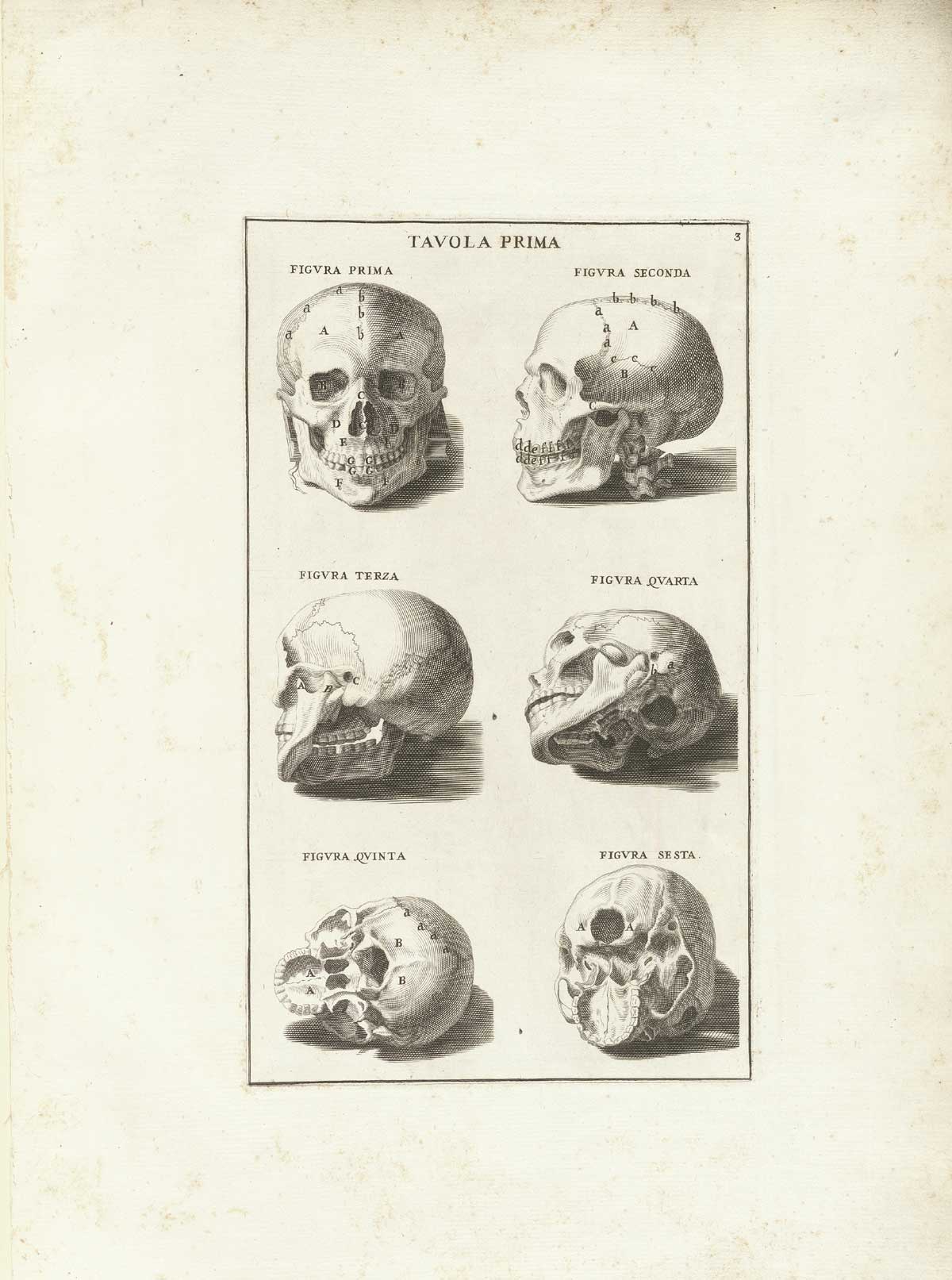 Six skulls from different angles