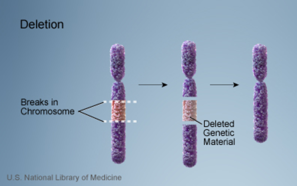 Genetic material is deleted from a chromosome.