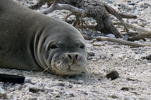 Close-up of a Hawaiian monk seal on a beach
