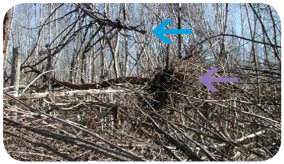 This photograph was taken in the Highland Beach (HLB), Fla., permanent vegetation plot, some 12 mi (19.2 km) north of Big Sable Creek (BSC), Fla., after Hurricane Wilma in 2005. En
