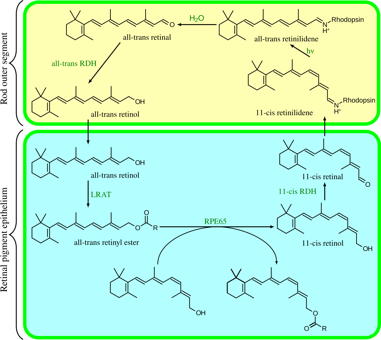 Summary of chemicals involved in the human visual cycle.