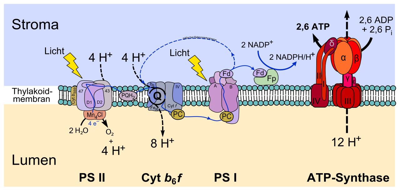 Photosystem II and I