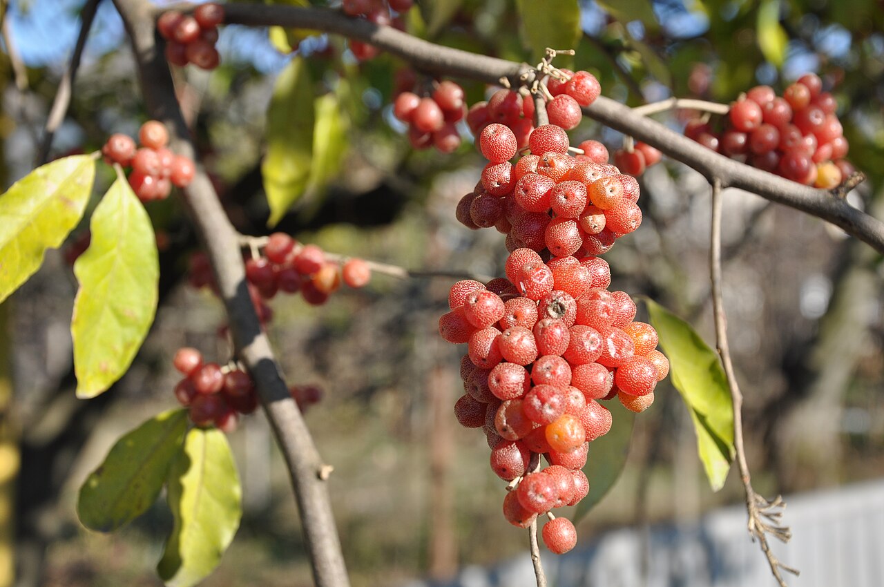 Elaeagnus umbellatus Autumn Eleagnus, Autumn Olive ქილგისებრი ფშატი