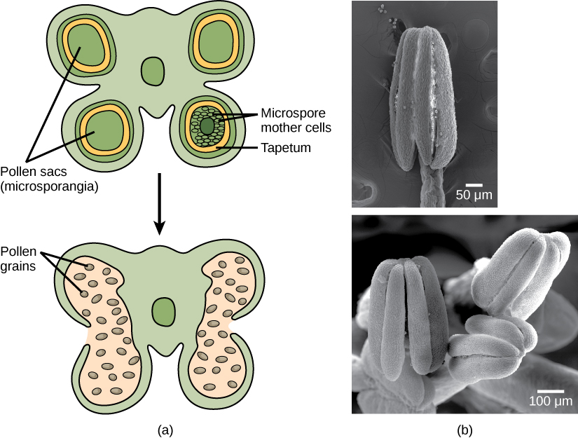 Illustration A shows cross section of an anther, which has four lobes each containing a pollen sac, or microsporangium. Inside the pollen sac is a layer called the tapetum, and within this ring are the microspore mother cells. As the microsporangium matures, two pollen sacs merge and an opening forms between them so that the pollen can be released. Micrographs in part B show pollen sacs with a visible opening between them.