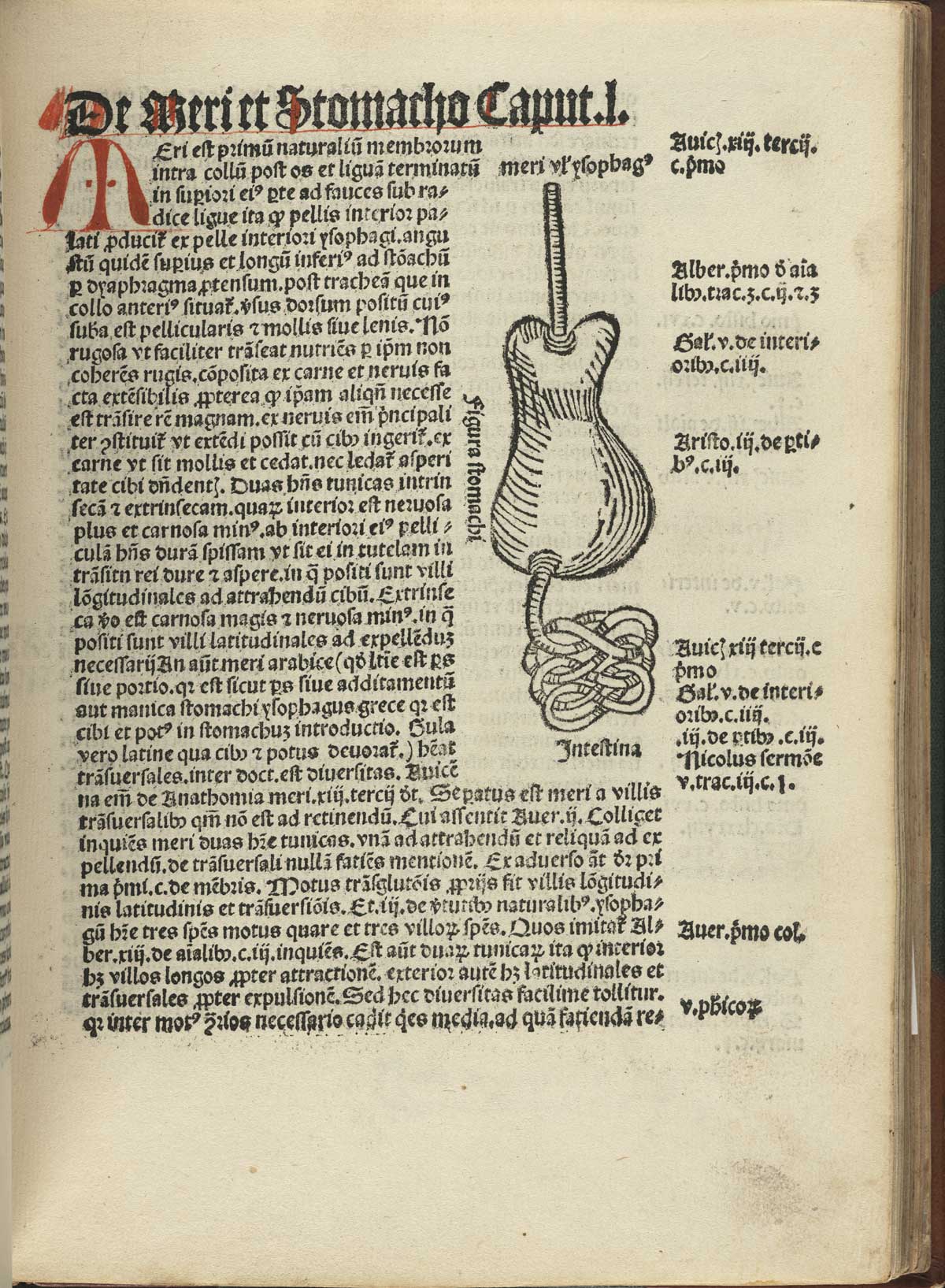 Page 157 of Magnus Hundt's Antropologium de hominis dignitate, natura et proprietatibus, de elementis, partibus et membris humani corporis, featuring an illustration of the stomach and intestines in the upper right corner of the page.