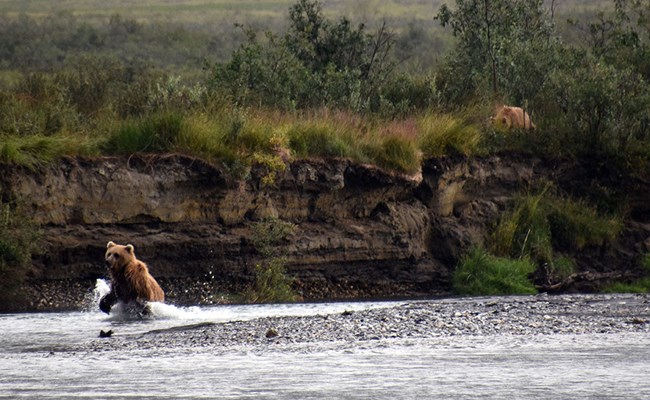 A brown bear fishing in a small river.