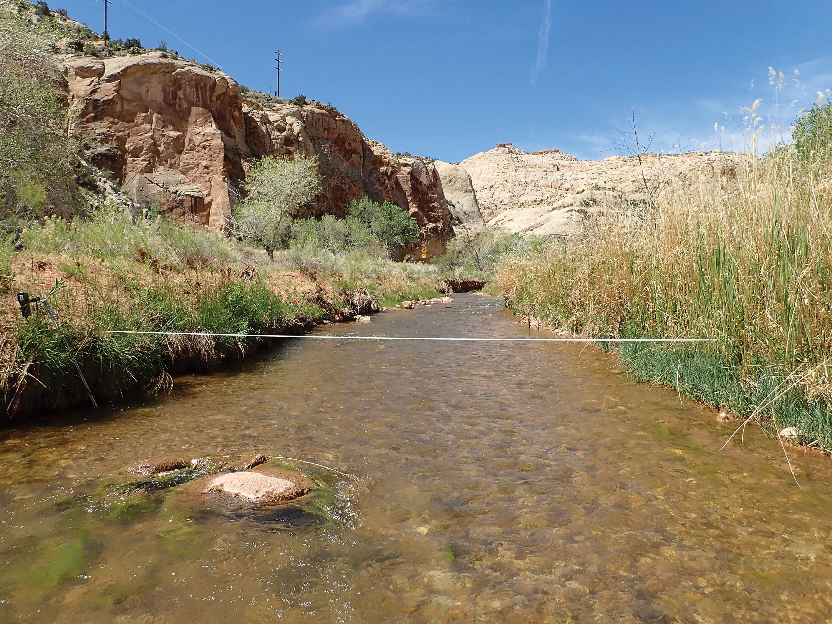A transect tape is stretched across a willow-lined river in red rock landscape.