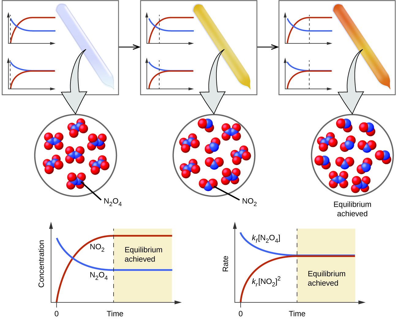 A three-part diagram is shown. At the top of the diagram, three beakers are shown, and each one contains a sealed tube. The tube in the left beaker is full of a colorless gas which is connected to a zoom-in view of the particles in the tube by a downward-facing arrow. This particle view shows seven particles, each composed of two connected blue spheres. Each blue sphere is connected to two red spheres. The tube in the middle beaker is full of a light brown gas which is connected to a zoom-in view of the particles in the tube by a downward-facing arrow. This particle view shows nine particles, five of which are composed of two connected blue spheres. Each blue sphere is connected to two red spheres. The remaining four are composed of two red spheres connected to a blue sphere. The tube in the right beaker is full of a brown gas which is connected to a zoom-in view of the particles in the tube by a downward-facing arrow. This particle view shows eleven particles, three of which are composed of two connected blue spheres. Each blue sphere is connected to two red spheres. The remaining eight are composed of two red spheres connected to a blue sphere. At the bottom of the image are two graphs. The left graph has a y-axis labeled, “Concentration,” and an x-axis labeled, “Time.” A red line labeled, “N O subscript 2,” begins in the bottom left corner of the graph at a point labeled, “0,” and rises near the highest point on the y-axis before it levels off and becomes horizontal. A blue line labeled, “N subscript 2 O subscript 4,” begins near the highest point on the y-axis and drops below the midpoint of the y-axis before leveling off. The right graph has a y-axis labeled, “Rate,” and an x-axis labeled, “Time.” A red line labeled, “k subscript f, N subscript 2 O subscript 4 ,” begins in the bottom left corner of the graph at a point labeled, “0,” and rises near the middle of the y-axis before it levels off and becomes horizontal. A blue line labeled, “k subscript f, N O subscript 2 superscript 2,” begins near the highest point on the y-axis and drops to the same point on the y-axis as the red line before leveling off. The point where both lines become horizontal is labeled, “Equilibrium achieved.”