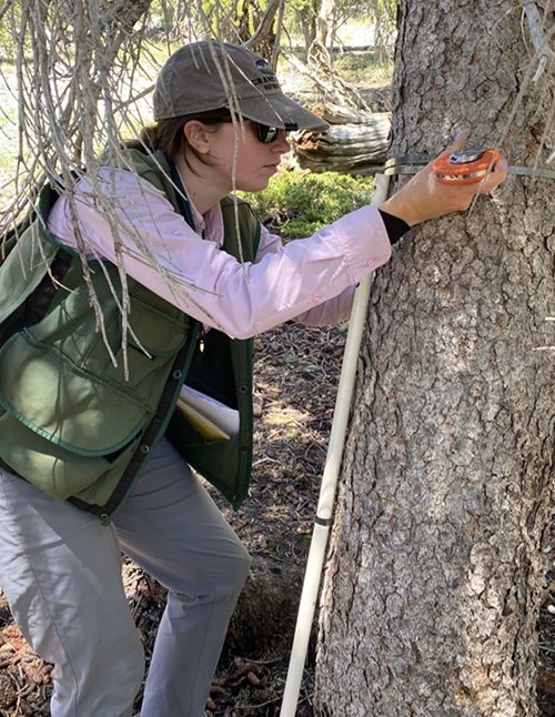 Woman measures the diameter of a tree in a monitoring plot.