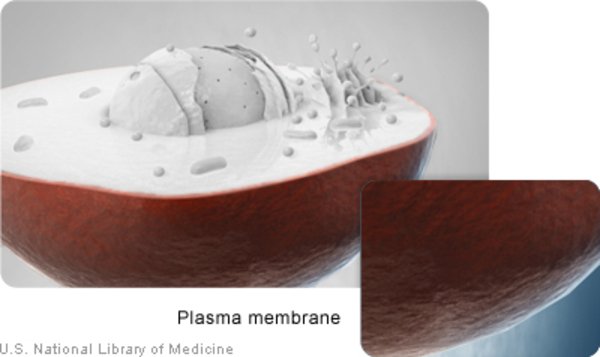 The plasma membrane surrounds a cell.