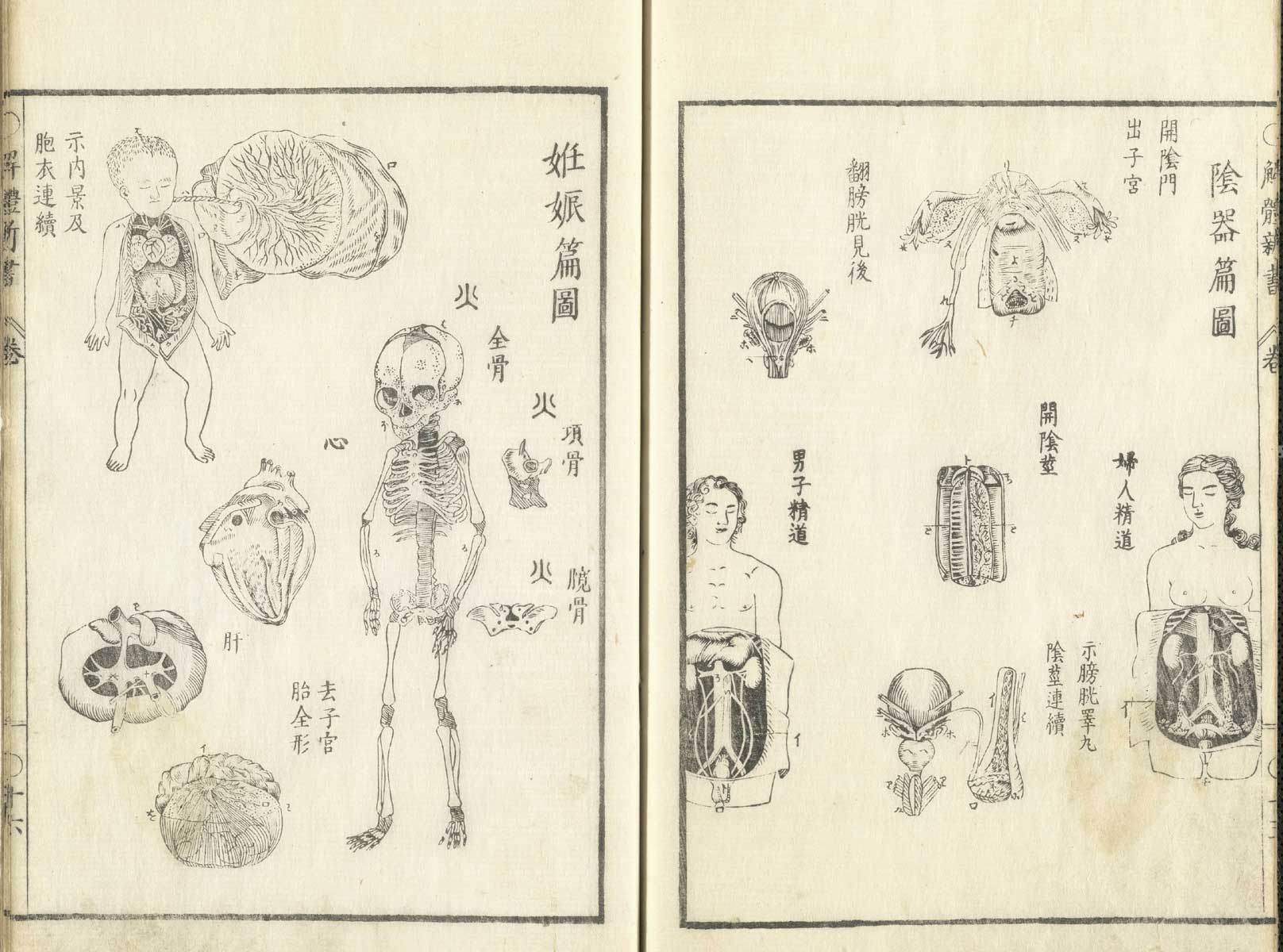Woodcuts of the female reproductive organs, and of a fetus with its umbilical cord and placenta