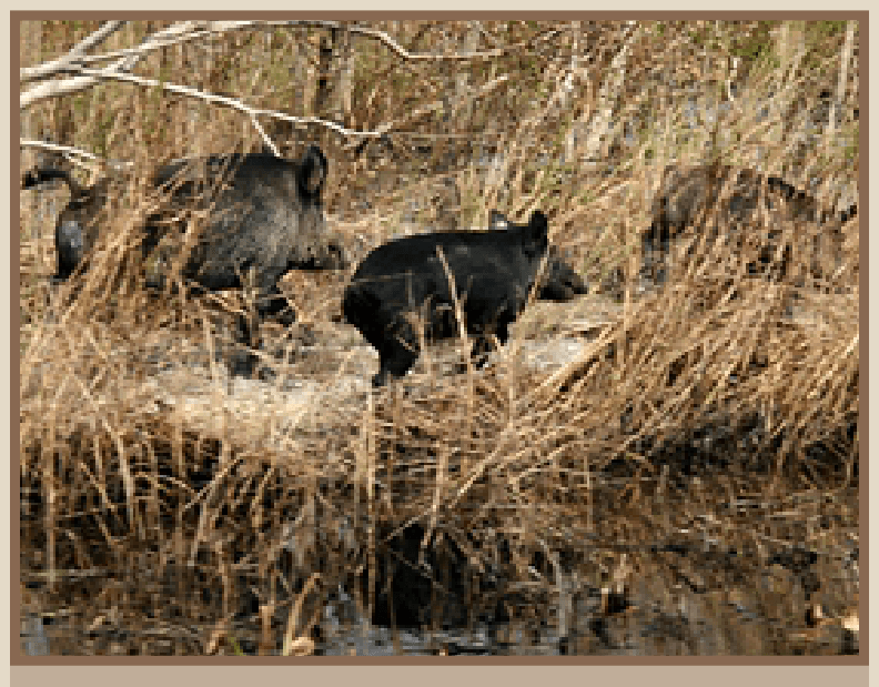 A group of feral swine in marsh lands.