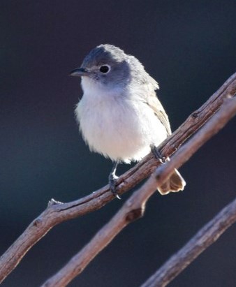 A small bird with a gray head and white chest on a branch.
