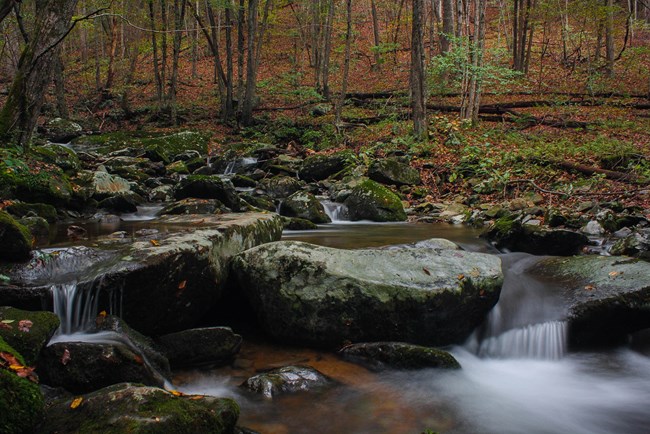 A quiet stream surrounded by green forest.