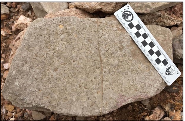 Ostracode fossils in a rock.