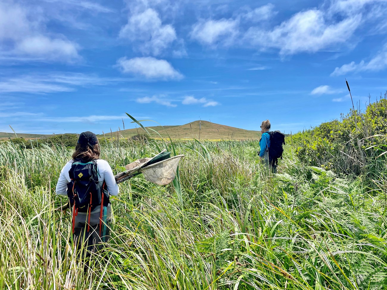 Two field staff with backpacks and nets standing in tall wetland vegetation, looking over the area.