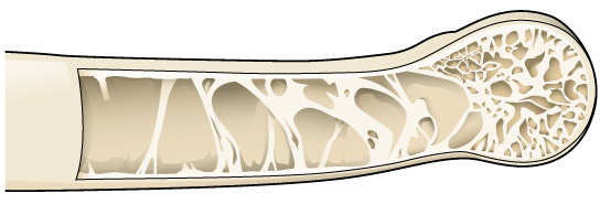 A cut-away bone that is hollow inside, reinforced by thin struts
