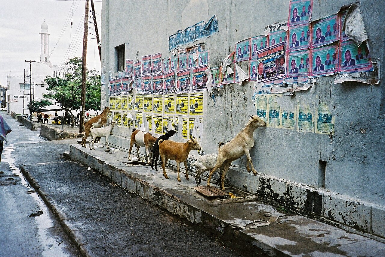 মাকাদারা জেলার পোস্টার খাচ্ছে ছাগল।