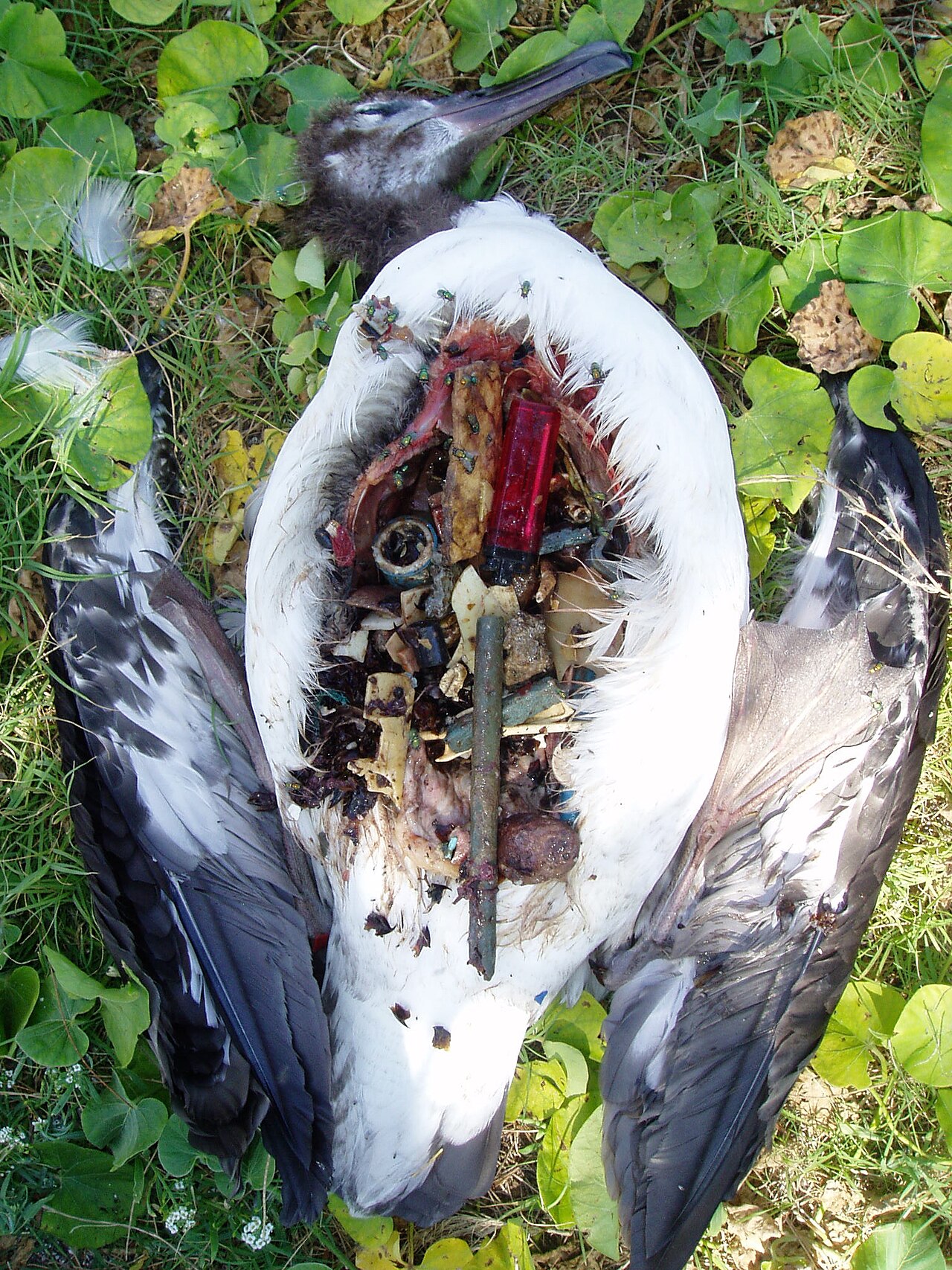 Remains of an albatross with stomach full of plastic and other garbage.