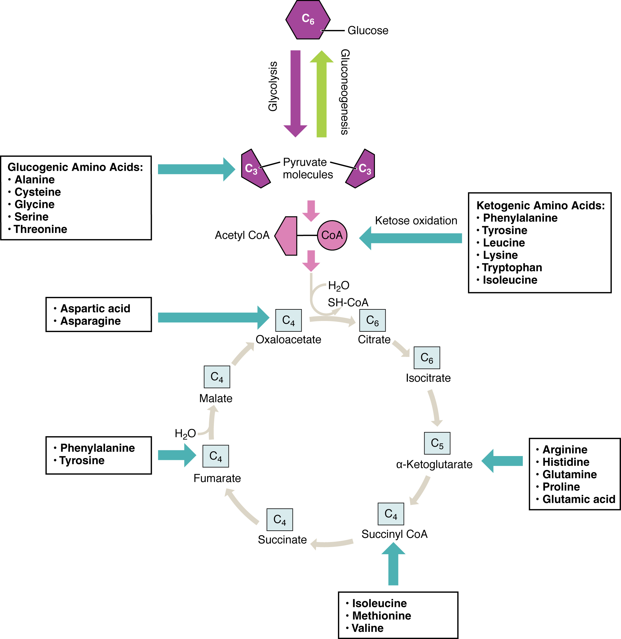 This figure shows the different reactions in which products of carbohydrate breakdown are converted into different amino acids.
