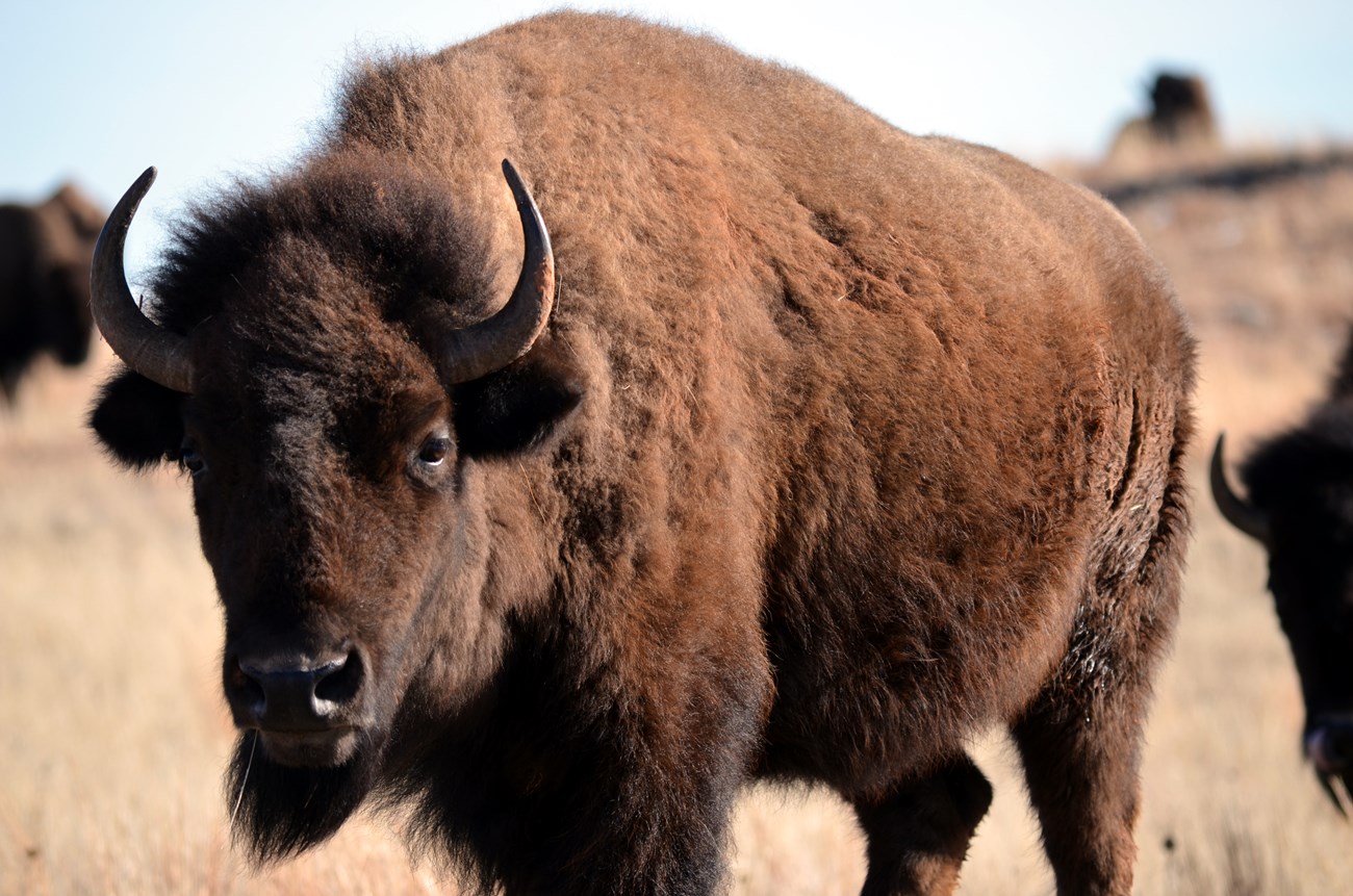 A bison standing in a prairie landscape.