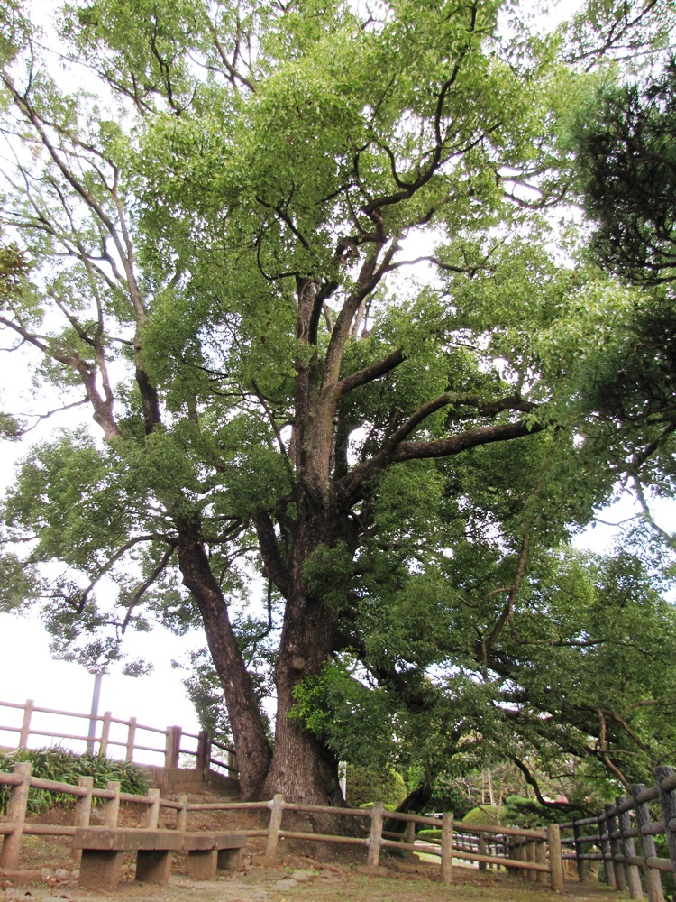 八幡山の大クスノキ