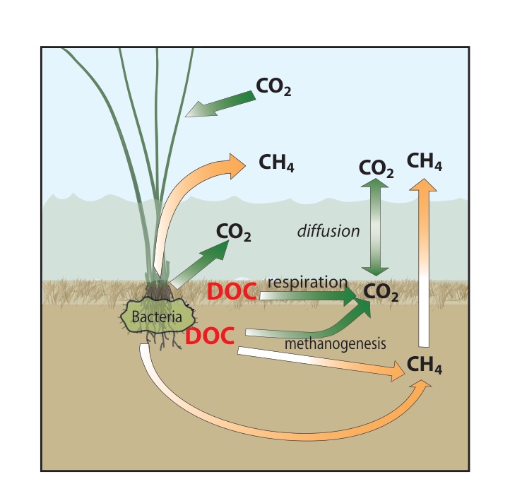 Diagram of a marsh exchanging carbon dioxide and methane with the air and dissolved carbon with tidal water
