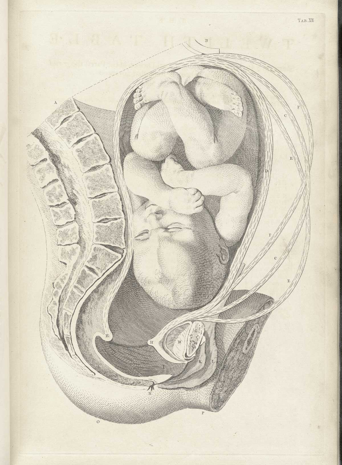 Table 12 of William Smellie's A sett of anatomical tables, with explanations, and an abridgment, of the practice of midwifery, featuring the illustrated drawing of a woman's uterus with a fetus resting against the spine.