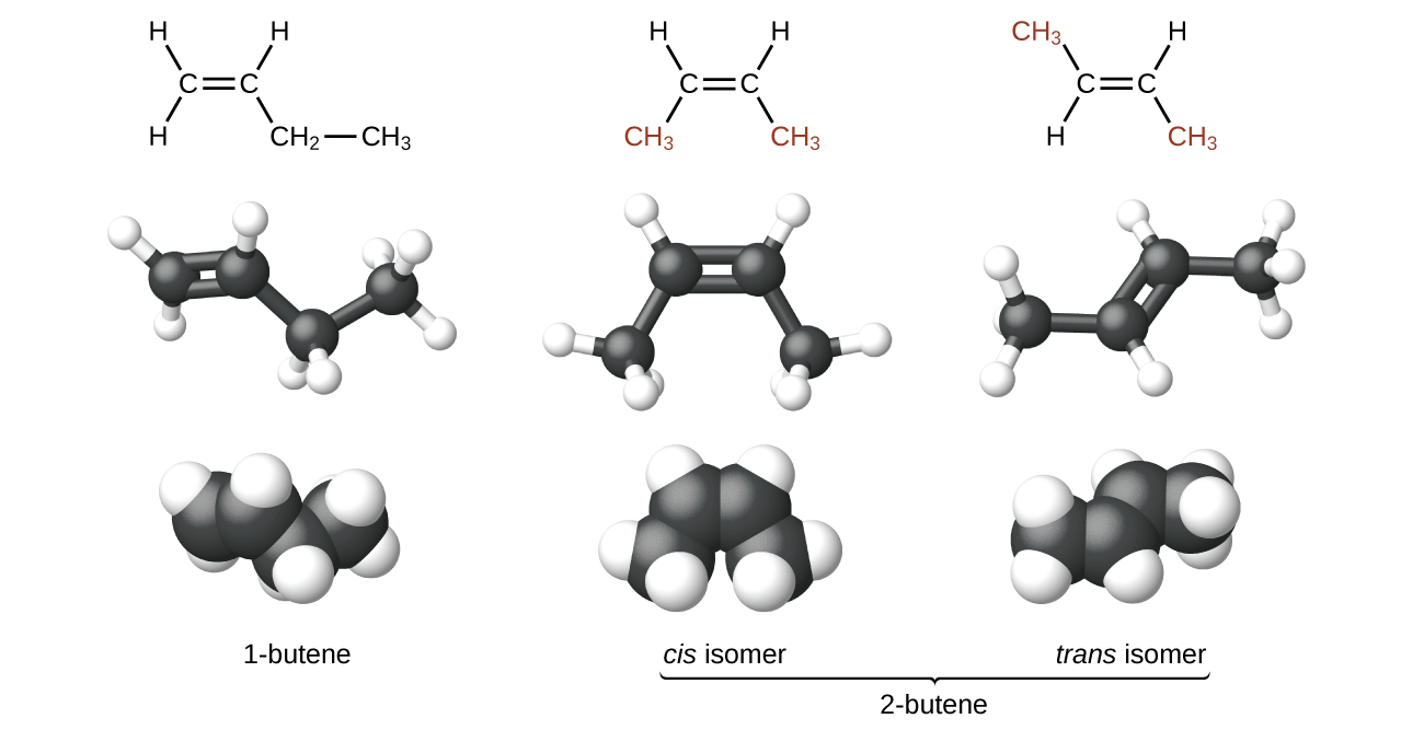 Models of the structural and geometric isomers of butene