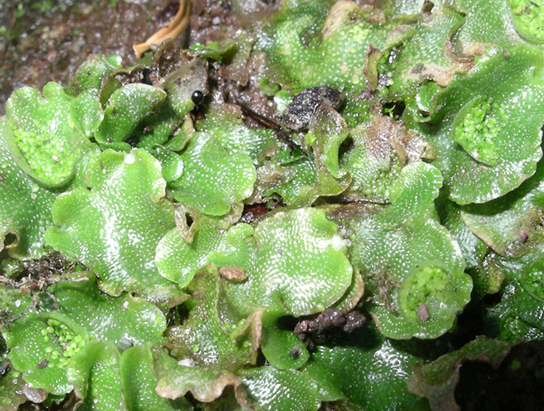 Photo shows a liverwort with lettuce-like leaves.