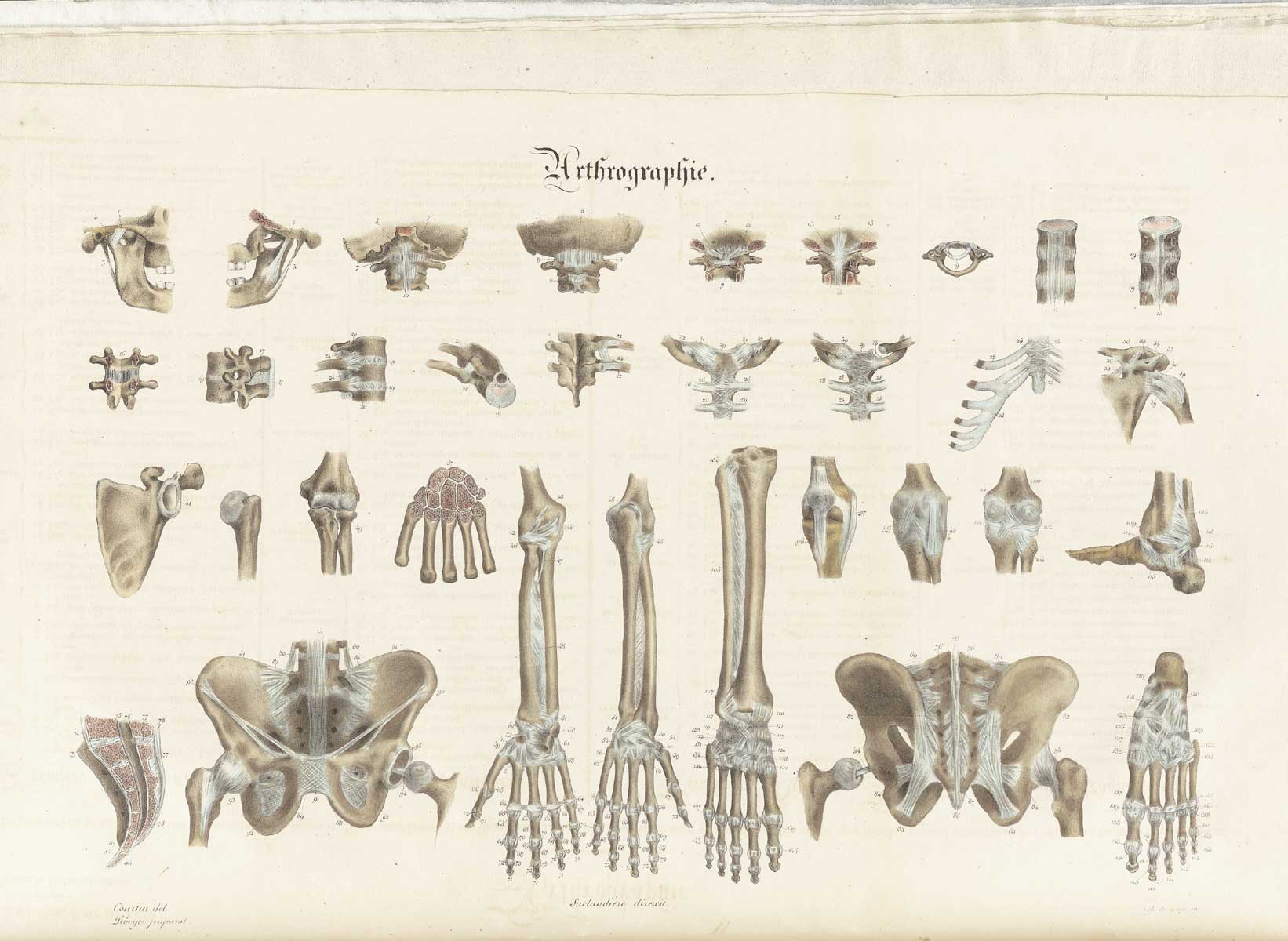 Plate 3 of Jean-Baptiste Sarlandière's Anatomie méthodique, ou Organographie humaine en tableaux synoptiques, avec figures, featuring the tendons of the body.
