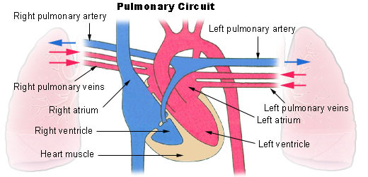 The pulmonary circuit.