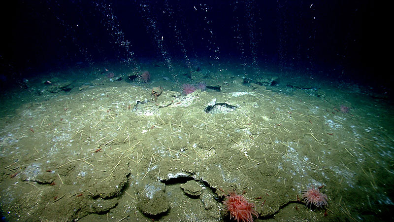 Streams of methane bubbles rising from the seafloor, with worms, anemones and white microbial mats around them