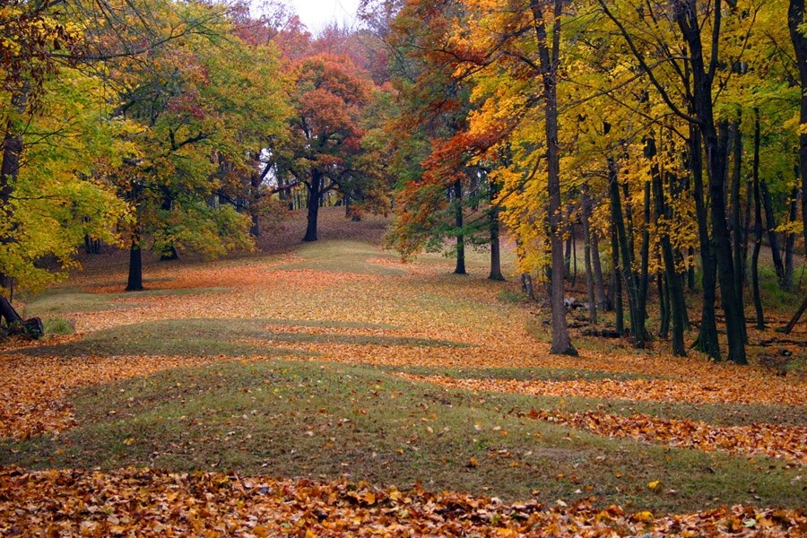 Dirt mounds covered by grass and fallen leaves in an opening in a colorful autumn forest.