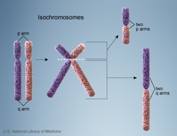 Isochromosomes have two p arms or two q arms instead of one p arm and one q arm.